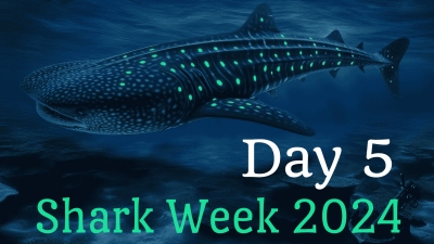 Shark Week Day 5